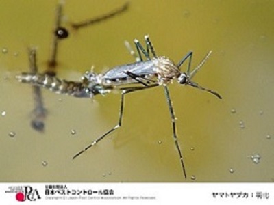 ヤマトヤブカの写真