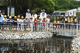 池のコイにエサやり体験